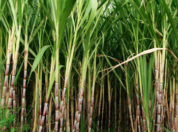SugarCane_Img1