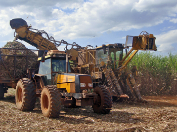 SugarCane_Img4